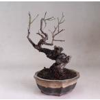  небо .. слива (20 год сырой )