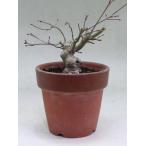  Mai . клен специальная цена * одиночный .