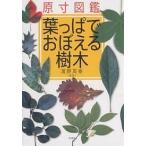  лист ....... дерево . размер иллюстрированная книга 