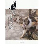 シロくんとパレスチナの猫/高橋美香/子供