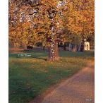 i. .. прекрасное платье . нет / лист . Akira 