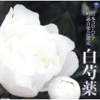 平成二十五年度(第四十九回)日本コロムビア全国吟詠コンクール 課題吟 白芍薬/(伝統音楽),