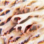 ミメーシス(通常盤)/日食なつこ