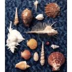 CYCLE HIT 1991-1997 Spitz Complete Single Collection( первый раз ограничение запись CD имеется )/ Spitz 