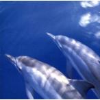  Thai tanik* Grand * голубой ~F.O.A.HEALING CONNECTION/( исцеление ),aru язык,korunog, медный 