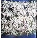 中島千波全版画集 1967-1998/中島千波(編者)