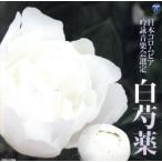 平成二十五年度(第四十九回)日本コロムビア全国吟詠コンクール 課題吟 白芍薬/(伝統音楽),