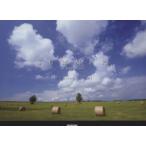 SUMMER in hokkaido/高橋真澄(著者)　