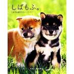 shi..... собака площадь. симпатичный . собака / больше рисовое поле . правильный [ фотография ]