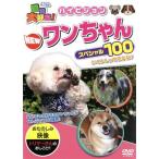  животное большой нравится! NEW one Chan специальный 100/( Kids )
