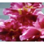  какой раз тоже новый .. рождение .(DVD есть )/MONDO GROSSO