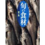 旬の食材　夏の魚 / 講談社　編
