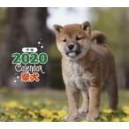 カレンダー　’２０　柴犬　ミニ / 井川　俊彦　写真