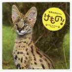  мир. симпатичный . было использовано!