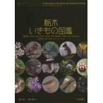  Tochigi . кимоно иллюстрированная книга / передний рисовое поле доверие 2 работа 