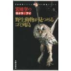 . сырой животное . видеть ... мусор ряд остров Miyazaki .. черепаха / Miyazaki .