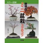 【条件付＋10％相当】群境介のミニ盆栽コツのコツ　カラー図解/群境介【条件はお店TOPで】