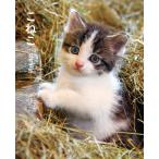 【条件付＋10％相当】こねこ/岩合光昭【条件はお店TOPで】