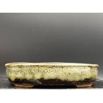  криптомерия .... минут . эллипс порез пара 4 номер (12cm)