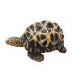 貯金箱 ホシガメ かわいい PET BANK 1168 YY BR5 magnet トータス 亀 コインバンク キュート 動物 置物 ペット