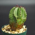 ユーフォルビアアノプリア2号*0053