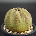 ユーフォルビアオベサ2.5号*0207