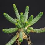 ユーフォルビアイネルミス/九頭竜*...