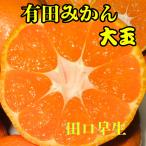 有田みかん 大玉 優品 和歌山県有田川町 2kg 旬の果物 フルーツ 田口早生 大玉みかん 紀州みかん  サイズ不揃い (3L以上) ご自宅用