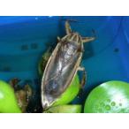 生体 タイワンタガメ 新成虫カケあり 外国産 (水生昆虫 水棲昆虫)