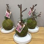  Sakura koke шар керамика. поддонник имеется Sakura интерьер ..... весна подарок подарок . праздник симпатичный модный 