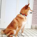 【小型犬〜中型犬用】セレブに大人気☆海辺で生まれたネックレスお花5つ付き（首回り40cmまで）Mサイズ