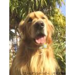 ショッピングセレブ 【大型犬用】セレブに大人気☆海辺で生まれたネックレスお花5つ付き（首回り60cmまで）Lサイズ