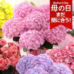 ショッピングアジサイ 母の日 花 早割 2024 プレゼント ギフト 鉢植え アジサイ アレンジメント 花束 ベゴニア バラ ユリ カーネーション 送料無料 イベントギフトC