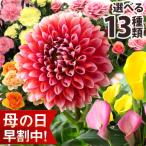 母の日 花 早割 2024 プレゼント ギフ