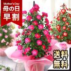 まだ間に合う！ 母の日 2024 プレゼント 花 ギフト 鉢植え バラ タワー 6号鉢 花鉢 ミニバラ ローズ 薔薇 大きい 送料無料 イベントギフトM