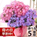 母の日 早割 2024 プレゼント 花 ギフト 鉢植え アジサイ 6号鉢 花鉢 あじさい 紫陽花 送料無料 イベントギフトN