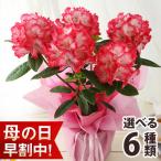 母の日 早割 2024 プレゼント 花 ギフト 鉢植え カルミア しゃくなげ 鉢花 花鉢 送料無料 イベントギフトP