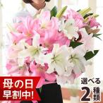 母の日 2024 プレゼント 花 ギフト 花