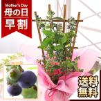 母の日 早割 2024 プレゼント 花 ギフト 鉢植え 果樹鉢 食べ比べ「ブルーベリー・ミスティー＆シャープブルー」 送料無料 イベントギフト