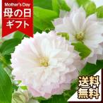 母の日 2024 プレゼント 花 ギフト 鉢植え クレマチス鉢 希少品種！「春ひめ」 鉢花 花鉢 送料無料 イベントギフト