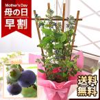 早割実施中！ 母の日 2026 ギフト 花 プレゼント 鉢植え 果樹鉢 食べ比べ「ブルーベリー・ミスティー＆シャープブルー」 送料無料 イベントギフト ポイント利用