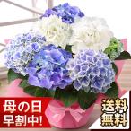 早割実施中！ 母の日 2026 ギフト 花 プレゼント 鉢植え アジサイ鉢8号 華やかさ満点！ 「アジサイ3色植え」 大きい 鉢花 花鉢 イベントギフト ポイント利用