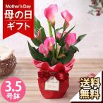 早割実施中！ 母の日 2026 ギフト 花 プレゼント カラー鉢3.5号「カラー・ガーネットグロー」 鉢植え イベントギフト ポイント利用