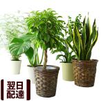 観葉植物-商品画像