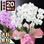 お祝い花鉢「大輪胡蝶蘭」 3本立ち 