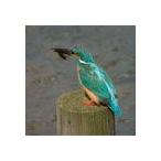 ビクセン ［1805-23］ ジオマII ED52-S 18