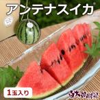 【送料込】アンテナスイカ　1玉入り