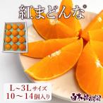 紅まどんな L〜3Lサイズ