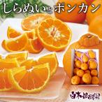 ショッピングデコポン しらぬいとぽかんのセット【送料込】