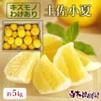 【送料込】 土佐小夏 わけありご家庭用 約5kg